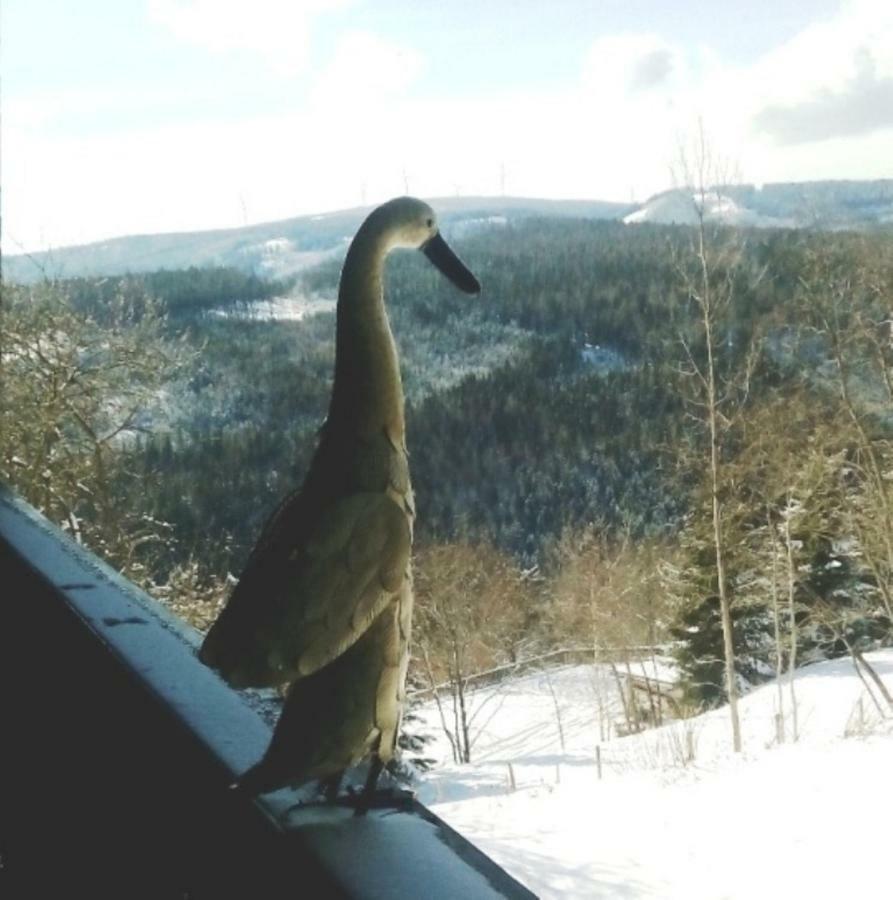 Gaestehaus Fridolin クリーグラッハ エクステリア 写真